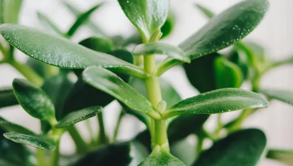 Simple Habits That Help Protect Bonded Teeth